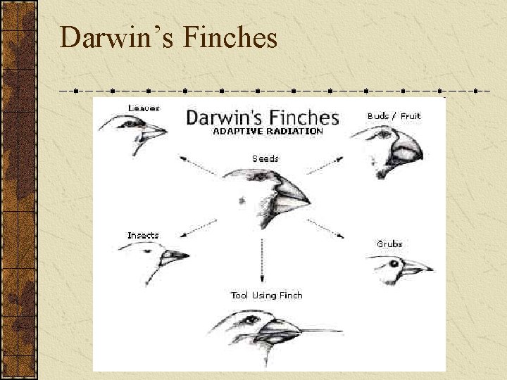 Darwin’s Finches 