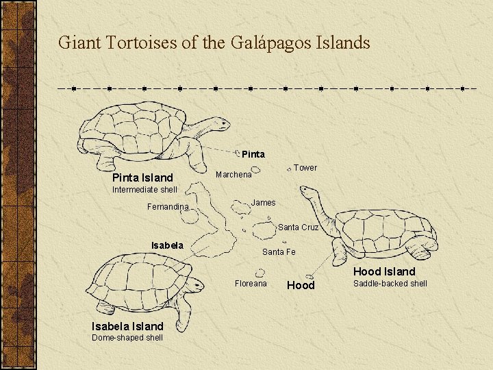 Giant Tortoises of the Galápagos Islands Pinta Island Tower Marchena Intermediate shell Fernandina James