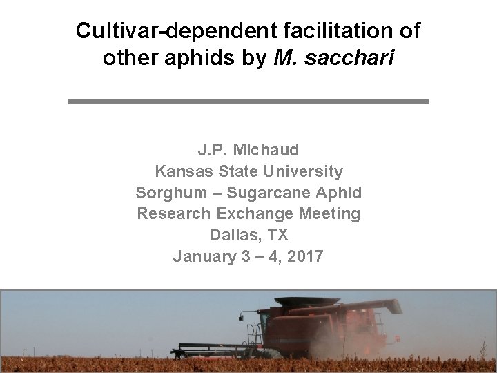 Cultivar-dependent facilitation of other aphids by M. sacchari J. P. Michaud Kansas State University