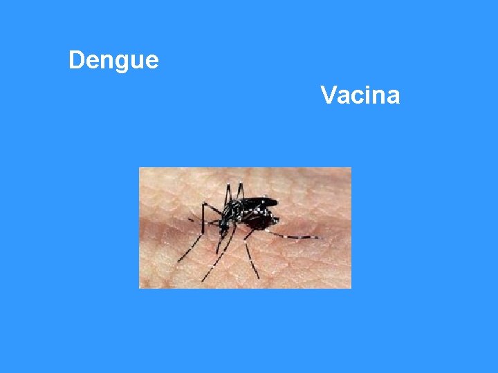 Dengue Vacina 