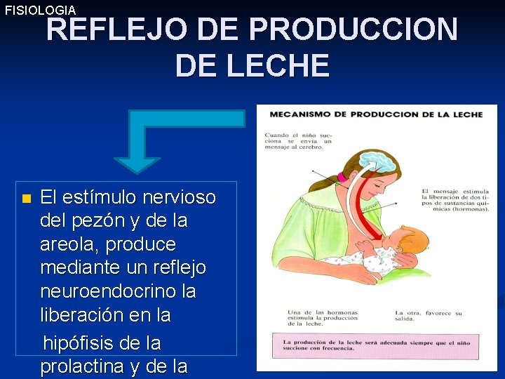 FISIOLOGIA REFLEJO DE PRODUCCION DE LECHE El estímulo nervioso del pezón y de la