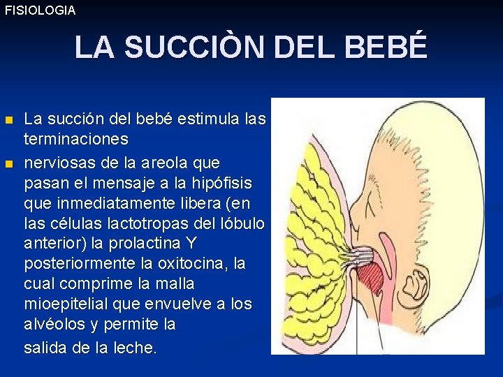 FISIOLOGIA LA SUCCIÒN DEL BEBÉ La succión del bebé estimula las terminaciones n nerviosas