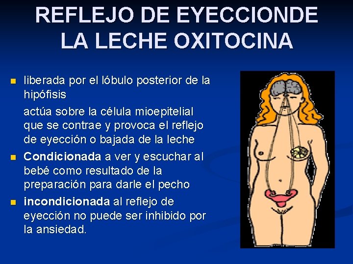 REFLEJO DE EYECCIONDE LA LECHE OXITOCINA liberada por el lóbulo posterior de la hipófisis