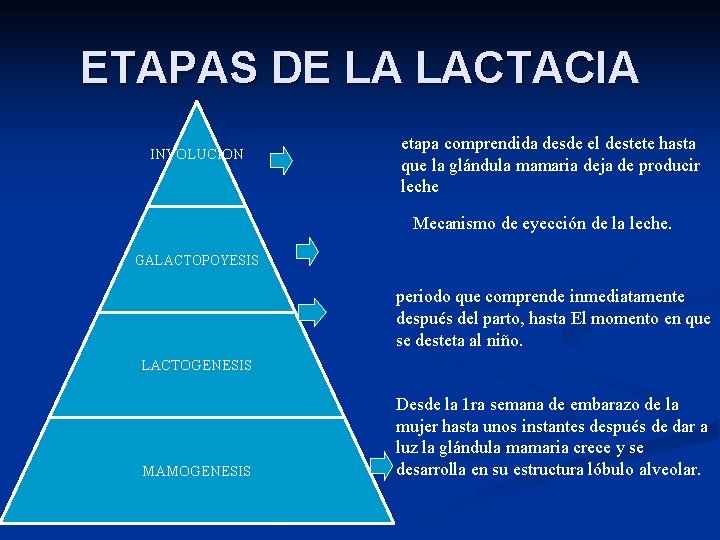 ETAPAS DE LA LACTACIA INVOLUCION etapa comprendida desde el destete hasta que la glándula