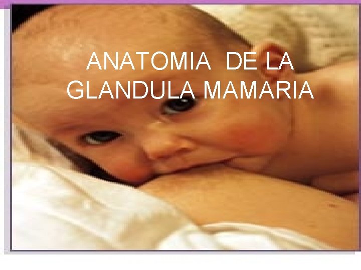 ANATOMIA DE LA GLANDULA MAMARIA 