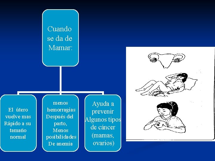 Cuando se da de Mamar: El útero vuelve mas Rápido a su tamaño normal