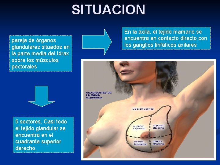 SITUACION pareja de órganos glandulares situados en la parte media del tórax sobre los