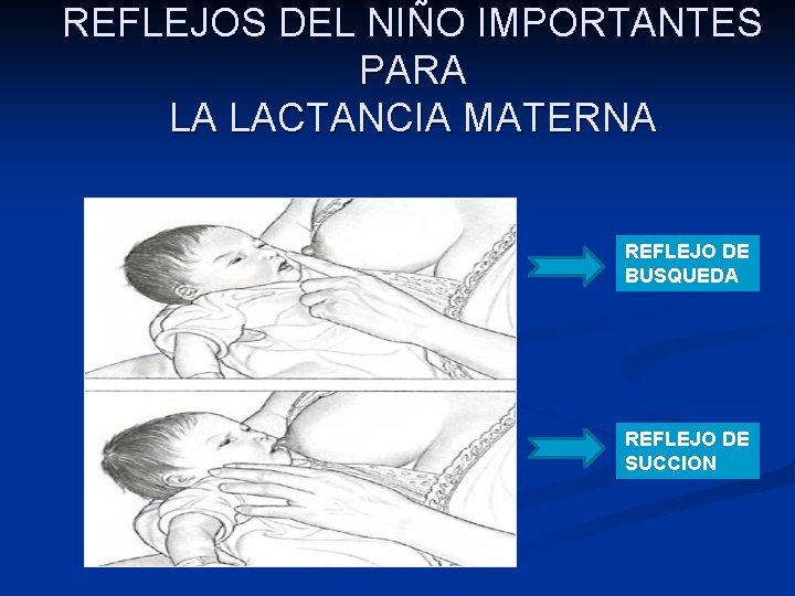 REFLEJOS DEL NIÑO IMPORTANTES PARA LA LACTANCIA MATERNA REFLEJO DE BUSQUEDA REFLEJO DE SUCCION