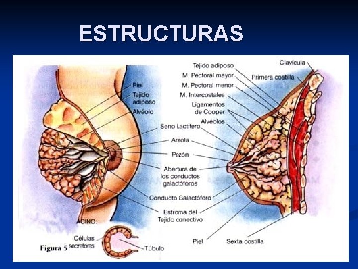 ESTRUCTURAS 