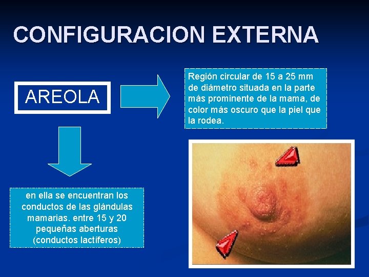 CONFIGURACION EXTERNA AREOLA en ella se encuentran los conductos de las glándulas mamarias. entre