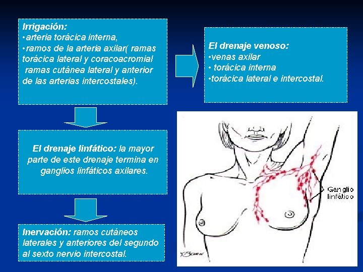 Irrigación: • arteria torácica interna, • ramos de la arteria axilar( ramas torácica lateral