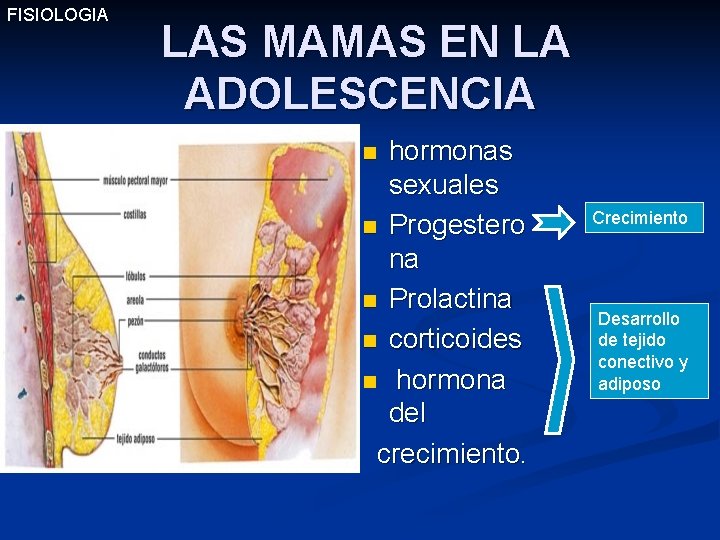FISIOLOGIA LAS MAMAS EN LA ADOLESCENCIA hormonas sexuales n Progestero na n Prolactina n