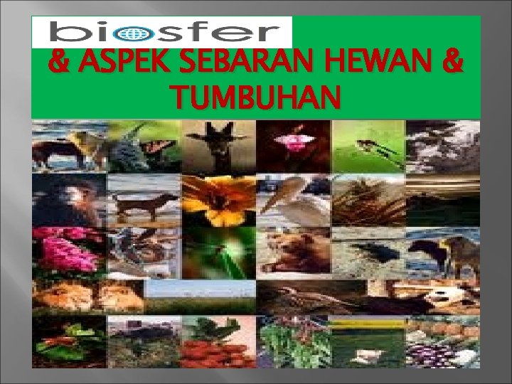 & ASPEK SEBARAN HEWAN & TUMBUHAN 
