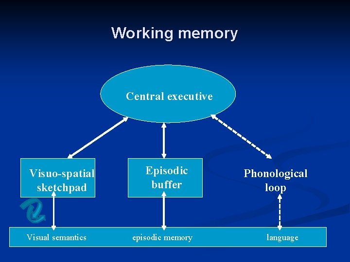 Working memory Central executive Visuo-spatial sketchpad Visual semantics Episodic buffer episodic memory Phonological loop