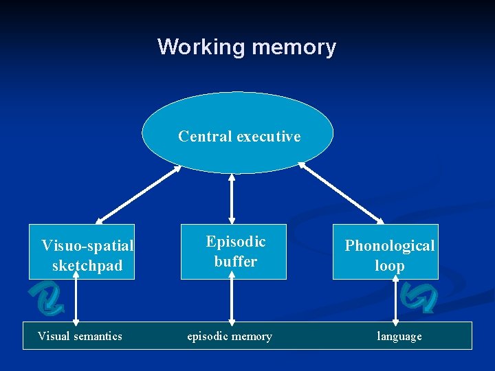 Working memory Central executive Visuo-spatial sketchpad Visual semantics Episodic buffer episodic memory Phonological loop