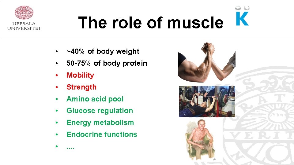 The role of muscle • ~40% of body weight • 50 -75% of body