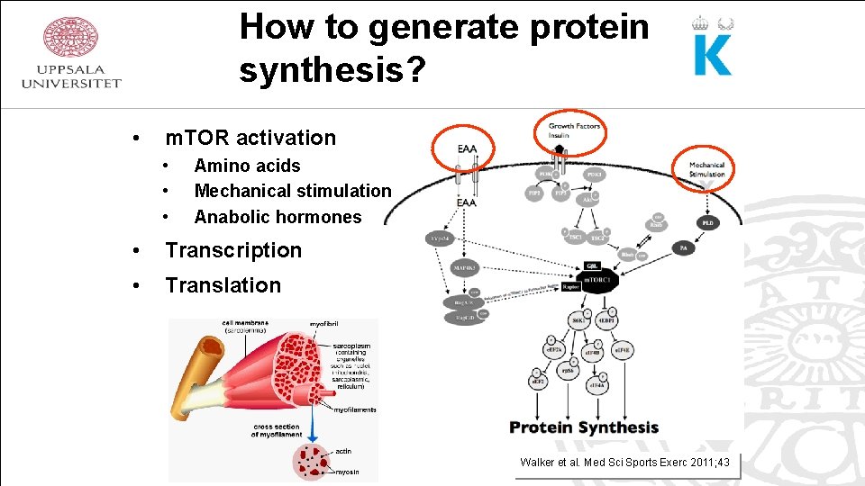 How to generate protein synthesis? • m. TOR activation • • • Amino acids