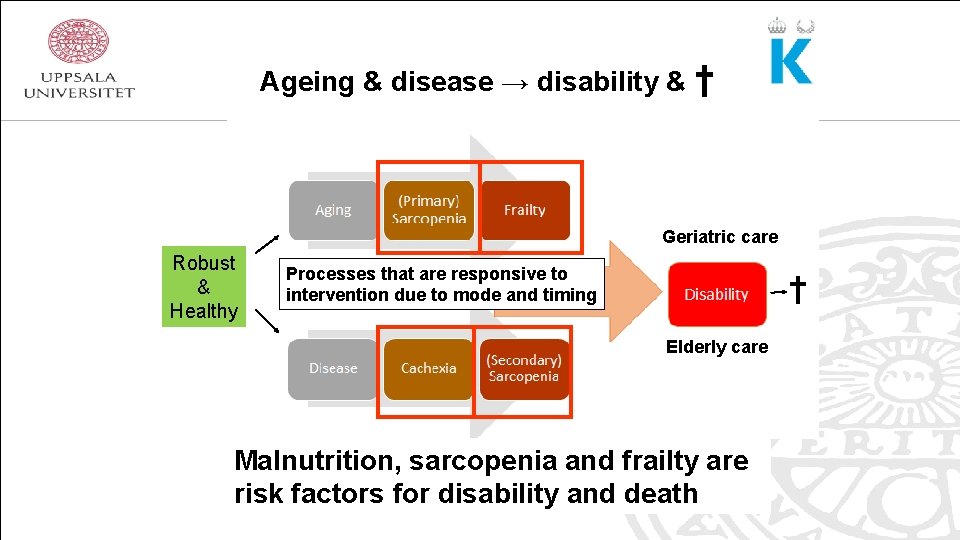 Ageing & disease → disability & † Geriatric care Robust & Healthy Processes that