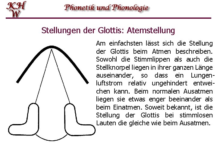 Stellungen der Glottis: Atemstellung Am einfachsten lässt sich die Stellung der Glottis beim Atmen