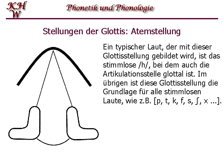 Stellungen der Glottis: Atemstellung Ein typischer Laut, der mit dieser Glottisstellung gebildet wird, ist
