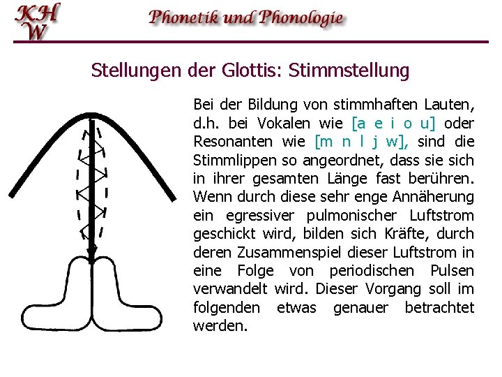 Stellungen der Glottis: Stimmstellung Bei der Bildung von stimmhaften Lauten, d. h. bei Vokalen