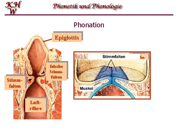 Phonation Epiglottis falsche Stimmfalten Luftröhre falsche Stimmfalten 