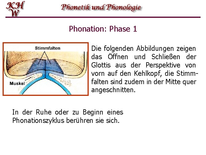 Phonation: Phase 1 Die folgenden Abbildungen zeigen das Öffnen und Schließen der Glottis aus