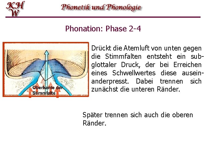 Phonation: Phase 2 -4 Drückt die Atemluft von unten gegen die Stimmfalten entsteht ein