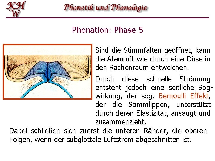 Phonation: Phase 5 Sind die Stimmfalten geöffnet, kann die Atemluft wie durch eine Düse