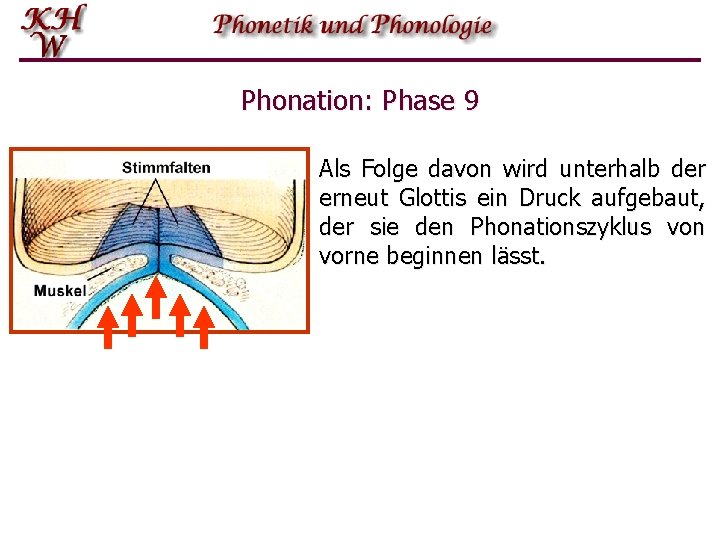 Phonation: Phase 9 Als Folge davon wird unterhalb der erneut Glottis ein Druck aufgebaut,