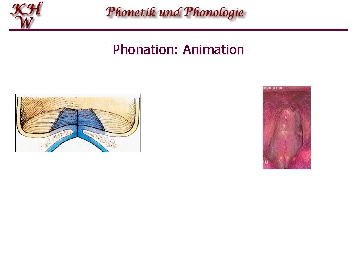 Phonation: Animation 