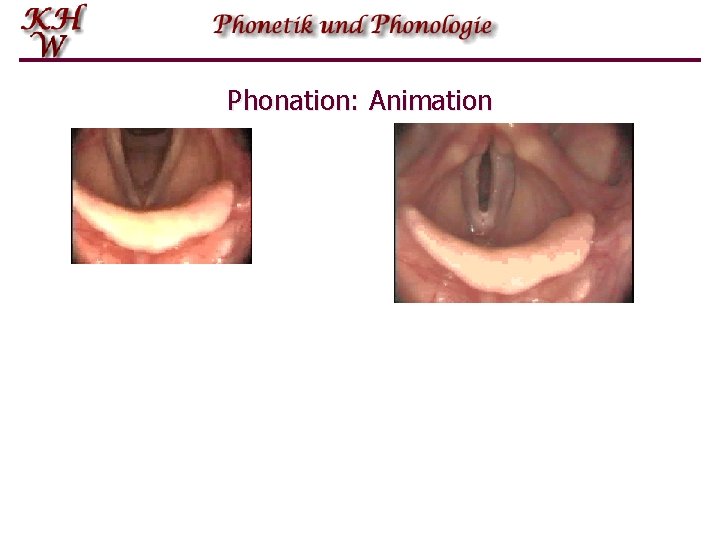 Phonation: Animation 