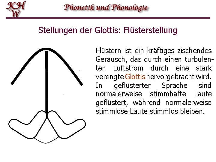 Stellungen der Glottis: Flüsterstellung Flüstern ist ein kräftiges zischendes Geräusch, das durch einen turbulenten