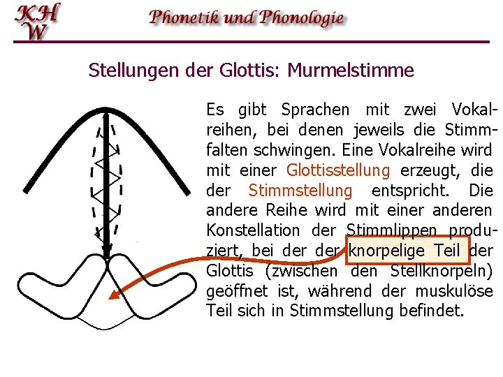 Stellungen der Glottis: Murmelstimme Es gibt Sprachen mit zwei Vokalreihen, bei denen jeweils die