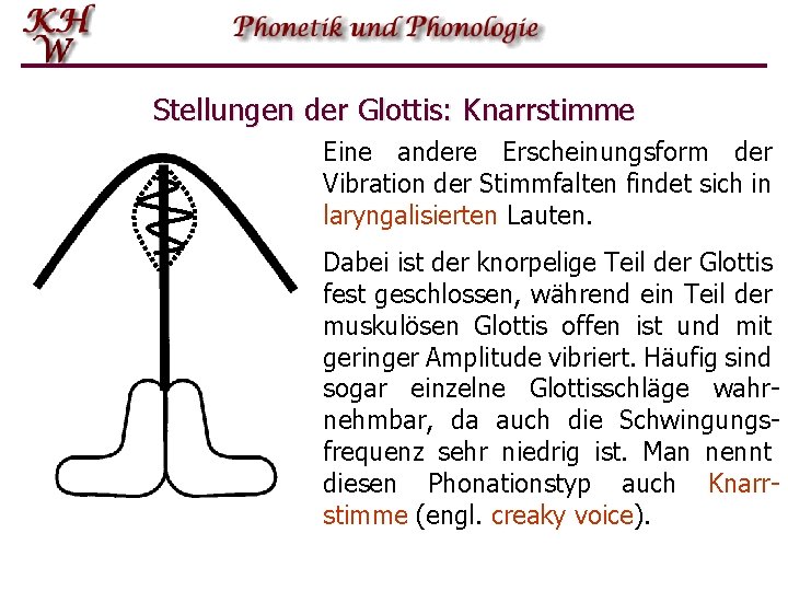 Stellungen der Glottis: Knarrstimme Eine andere Erscheinungsform der Vibration der Stimmfalten findet sich in