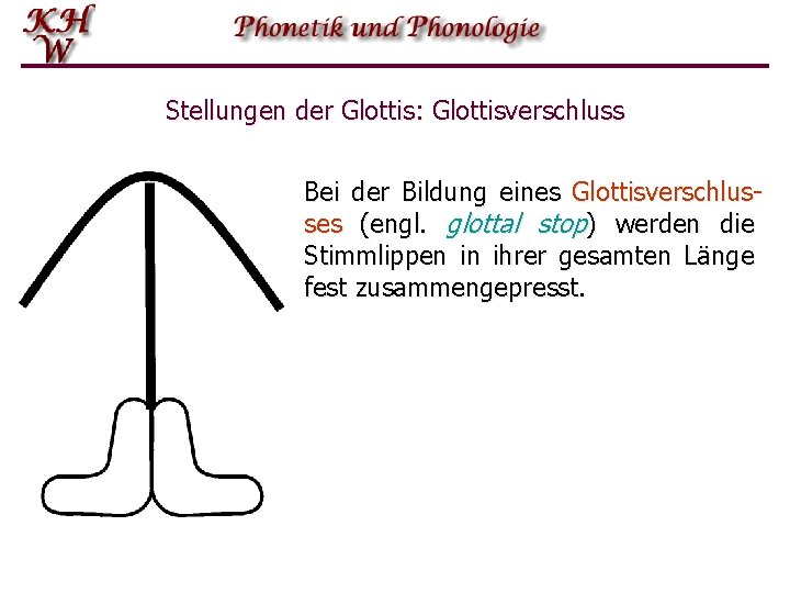 Stellungen der Glottis: Glottisverschluss Bei der Bildung eines Glottisverschlusses (engl. glottal stop) werden die