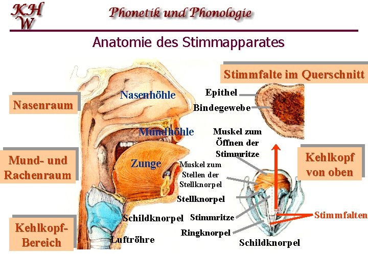 Anatomie des Stimmapparates Stimmfalte im Querschnitt Nasenraum Nasenhöhle Epithel Bindegewebe Mundhöhle Mund- und Rachenraum