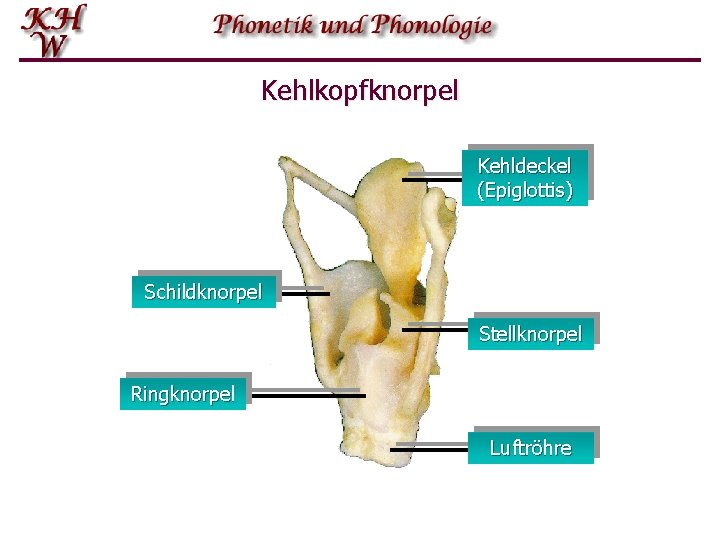 Kehlkopfknorpel Kehldeckel (Epiglottis) Schildknorpel Stellknorpel Ringknorpel Luftröhre 