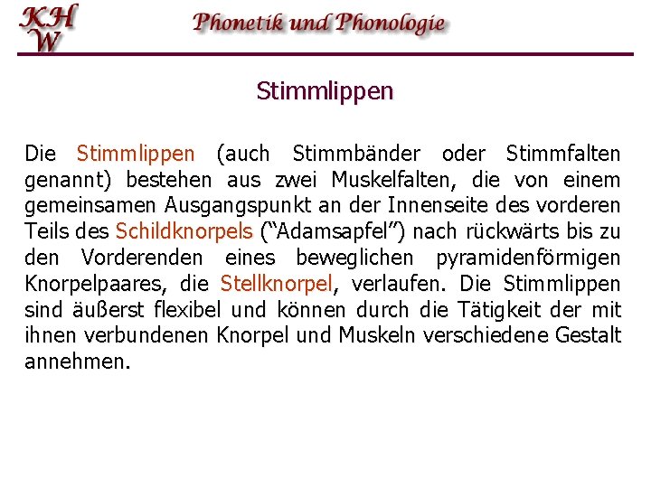 Stimmlippen Die Stimmlippen (auch Stimmbänder oder Stimmfalten genannt) bestehen aus zwei Muskelfalten, die von