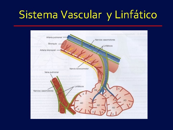 Sistema Vascular y Linfático 