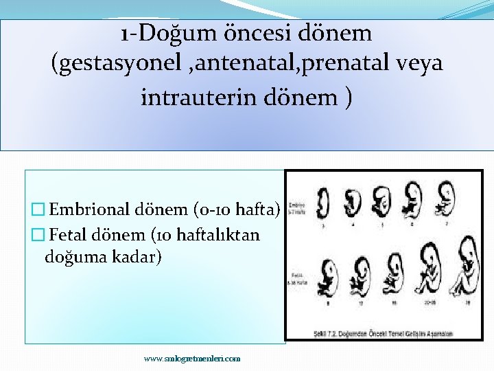 1 -Doğum öncesi dönem (gestasyonel , antenatal, prenatal veya intrauterin dönem ) � Embrional