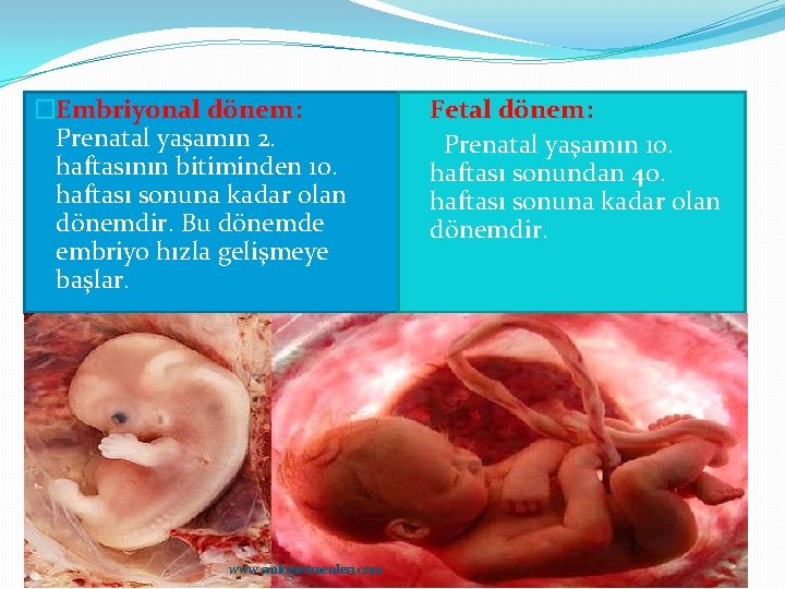 �Embriyonal dönem: Prenatal yaşamın 2. haftasının bitiminden 10. haftası sonuna kadar olan dönemdir. Bu