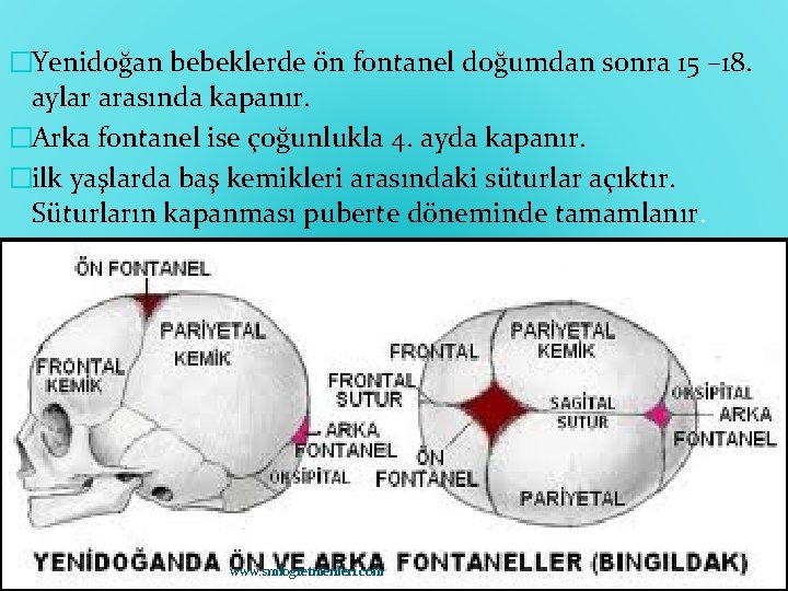 �Yenidoğan bebeklerde ön fontanel doğumdan sonra 15 – 18. aylar arasında kapanır. �Arka fontanel