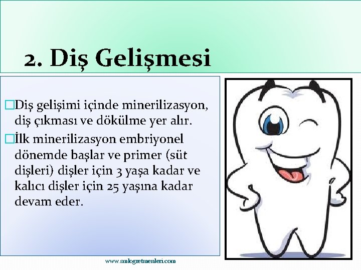 2. Diş Gelişmesi �Diş gelişimi içinde minerilizasyon, diş çıkması ve dökülme yer alır. �İlk