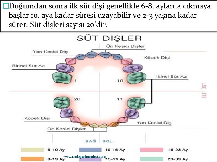 �Doğumdan sonra ilk süt dişi genellikle 6 -8. aylarda çıkmaya başlar 10. aya kadar
