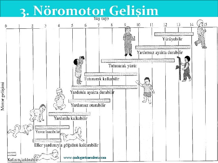 3. Nöromotor Gelişim www. smlogretmenleri. com 