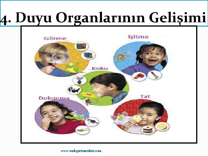 4. Duyu Organlarının Gelişimi www. smlogretmenleri. com 