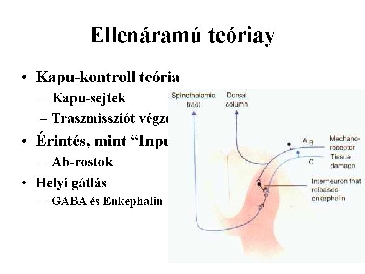 Ellenáramú teóriay • Kapu-kontroll teória – Kapu-sejtek – Traszmissziót végző sejtek • Érintés, mint