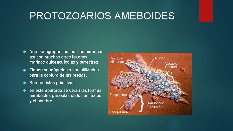 PROTOZOARIOS AMEBOIDES Aquí se agrupan las familias amoebas así con muchos otros taxones marinos