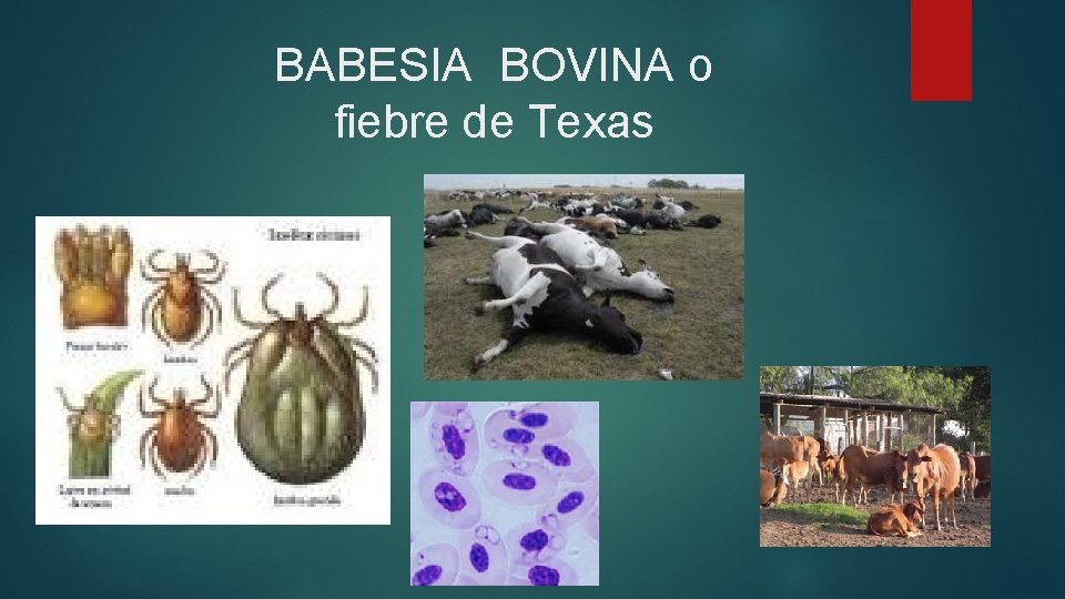 BABESIA BOVINA o fiebre de Texas 